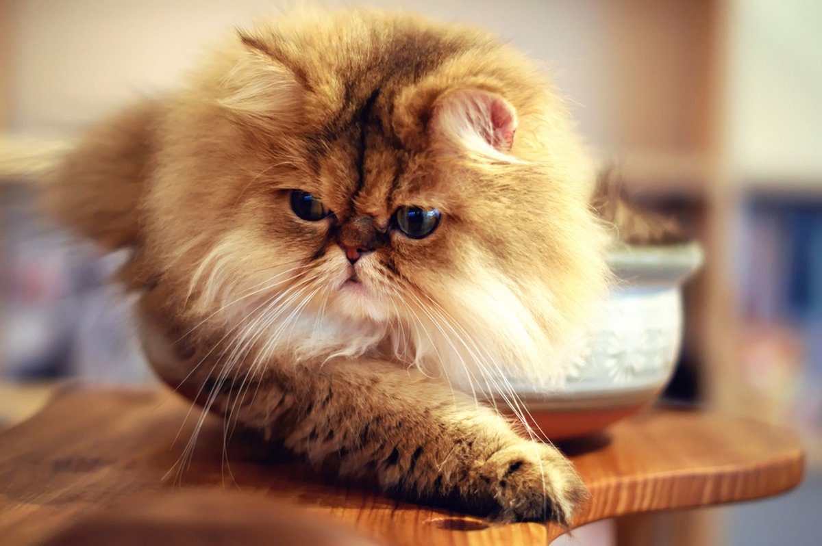 CoolCatLovers's tweet photo. Follow us

Welcome to https://t.co/DuD6BilwuX

#cat #kitten https://t.co/xQ9ClW9LtU https://t.co/2PJJQzhlsY
