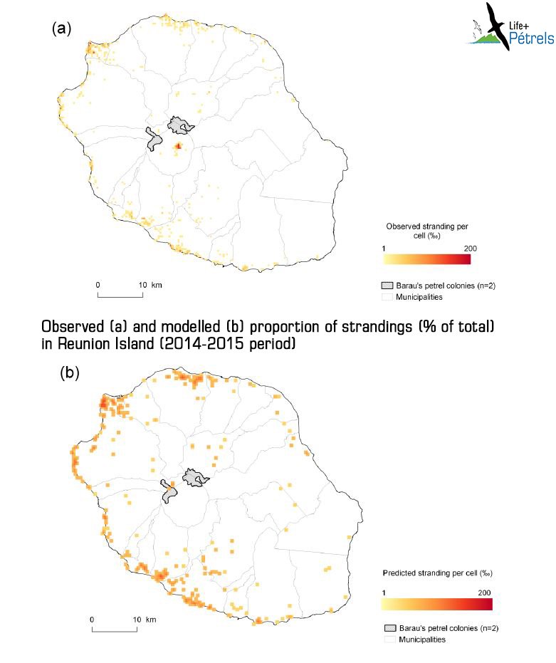 LIFE_Petrels's tweet photo. 3 #WSTC4 #ConsBio3 we created a prediction model of strandings which takes into account the topography, the associated displacement costs and the intensity of the light observed by satellite in order to model expected stranding zones from Barau’s Petrel fledglings. https://t.co/BKFsItzWed