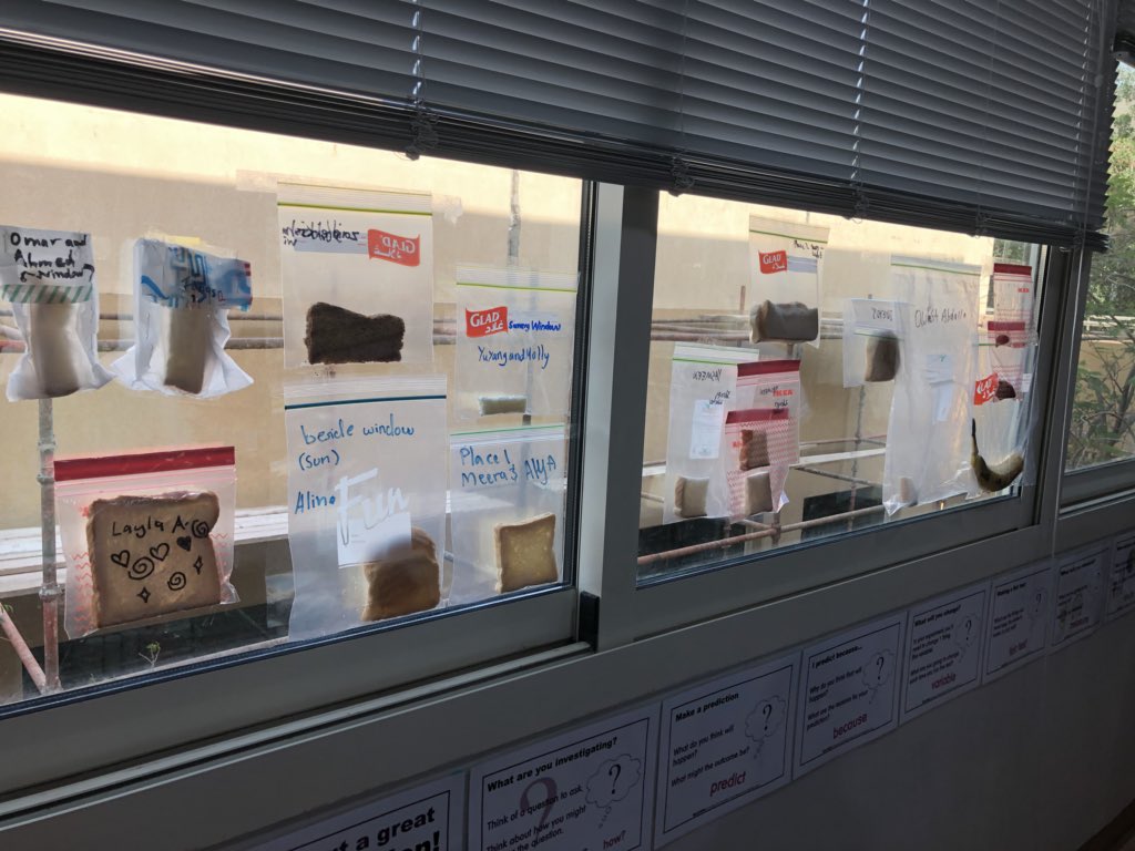 AIS_Grade6's tweet photo. Science, science everywhere. Year 6 students preparing their Summative Investigations and taking observations on their lab investigations. #AISscience #AISmiddleschool https://t.co/DsMOqFvyKc