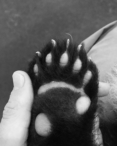 Guess whose paw is this ? Hint: a very cutsie animal, we all love it.

#animalovers #chinatrip #travelblogger #travelphotography #animalphoto #blackandwhitephotography #travel_captures ift.tt/2qHJd96