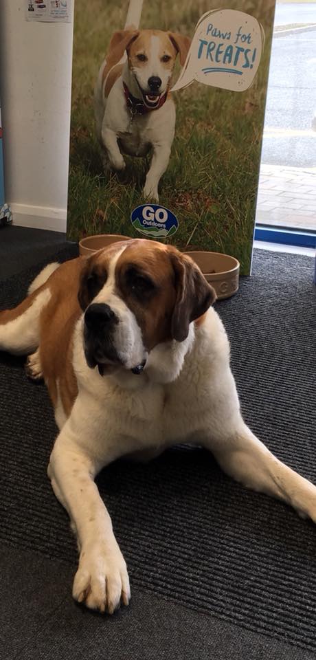 GO Outdoors stores are #dogfriendly. We love meeting your four-legged friends and hearing what adventures you have planned. 

There's treats and water by the door, so don't leave them in the car. Especially on warm days.