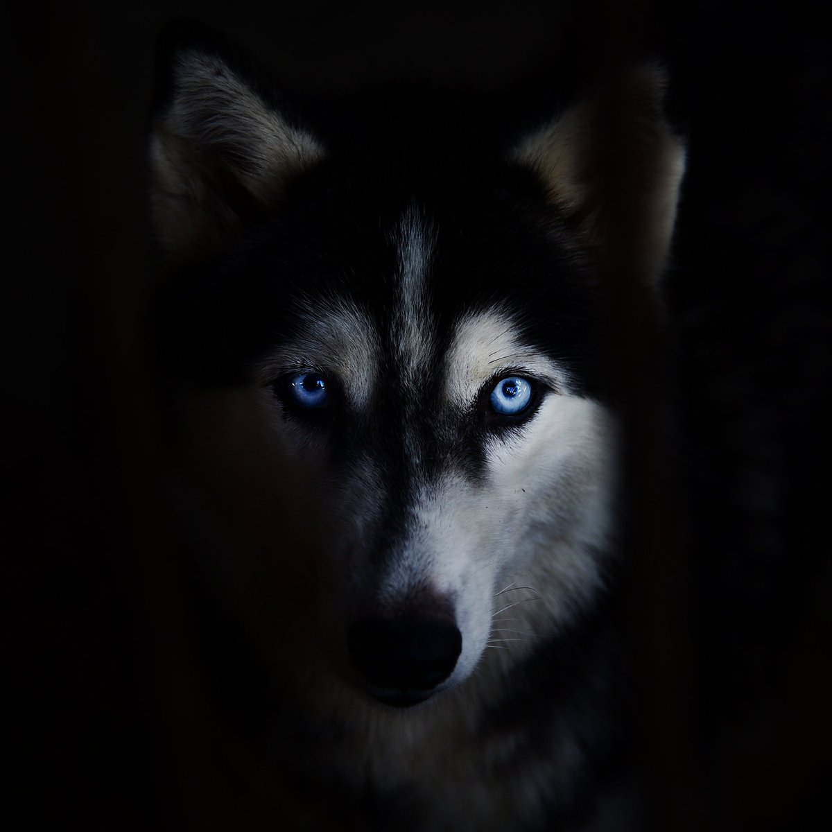 Pfotenkunst's tweet photo. #NeuesProfilfoto https://t.co/Mc3dt3Crcp