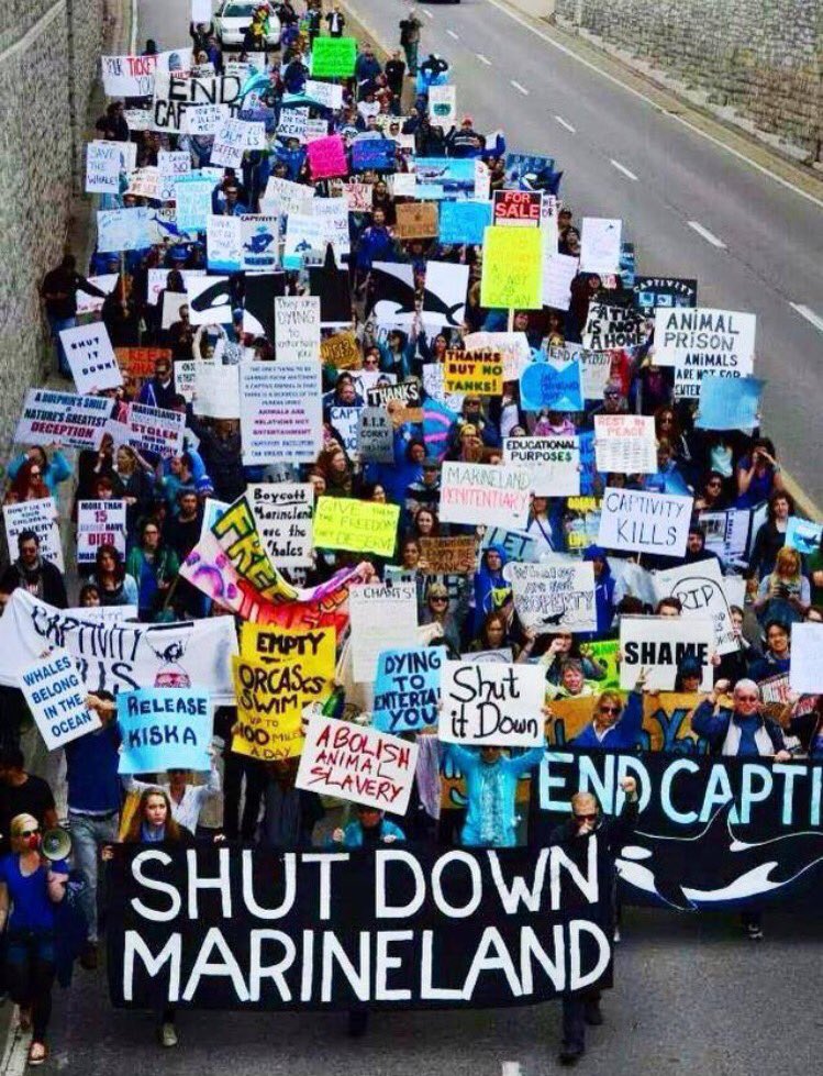 walruswhisperer's tweet photo. We’re 1 month away from our opening day Marineland demonstration. Join me (and hundreds more) in opposing this cruel, archaic and dilapidated hellhole. Expect some BIG surprises too! See you there! https://t.co/yoETwrj502 https://t.co/YaKoXHMnTy