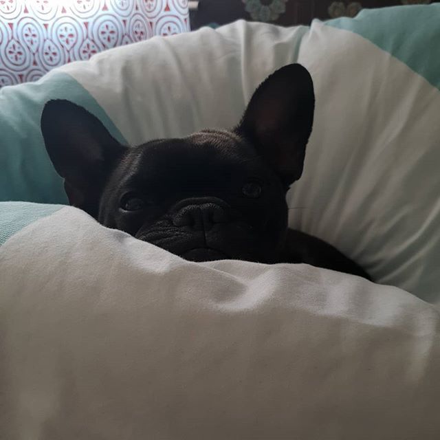 livvyrosestudio's tweet photo. 😍 #frenchie #pets #petsofinstagram #frenchbulldog #frenchies #dog #doggos #doggoals #batpig #batpigdog https://t.co/7IFWaJXxm3 https://t.co/NiE0d6lxDW
