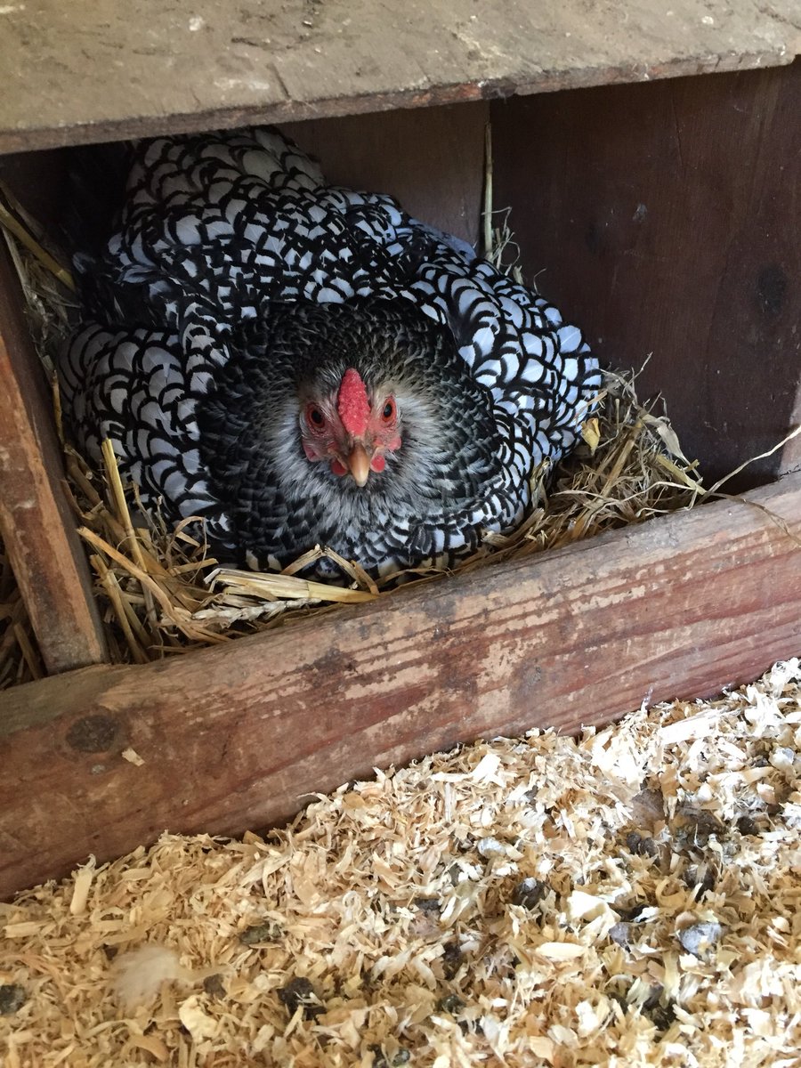 Kippenhok Hashtag On Twitter