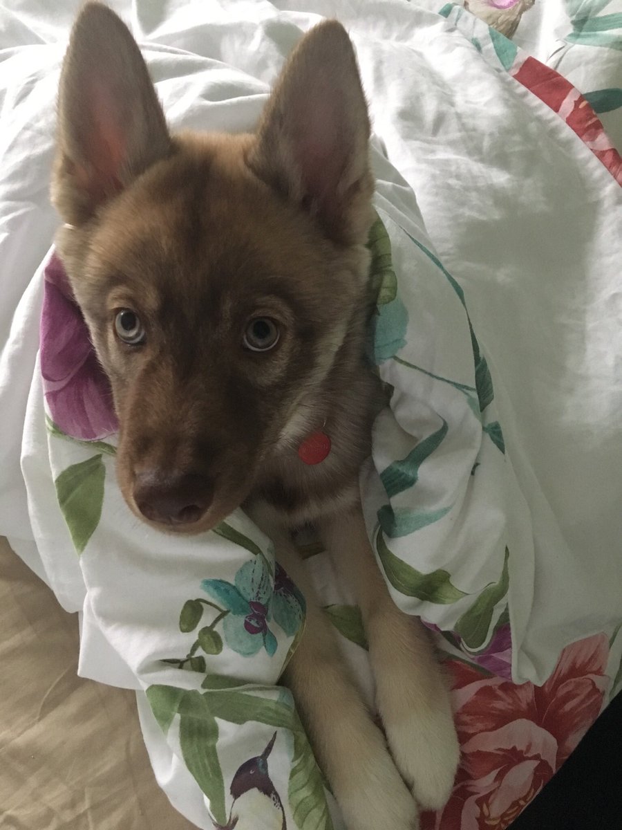 karamelykaren67's tweet photo. After hoovering up my lovely little cherry 🍅 Aurora is now telling me that she is ready for a snooze...#therewillbepippypoo #theyweremine https://t.co/oZYbZy3z3h