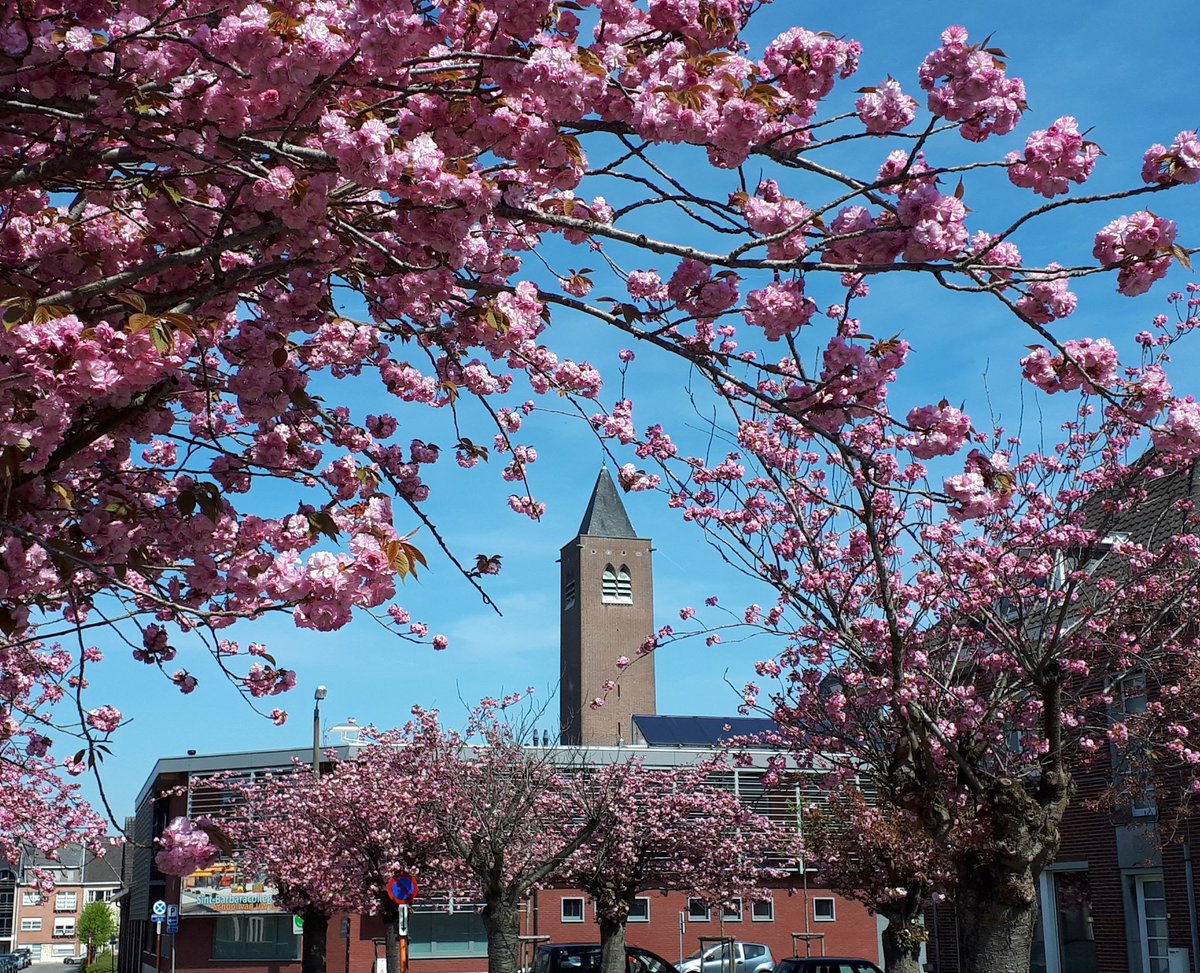 irisgoeteyn's tweet photo. #vrtweer We hoeven niet naar Limburg voor mooie bloesems onder een stralende hemel! #Zottegem @frankdeboosere https://t.co/oEWZGsxULL