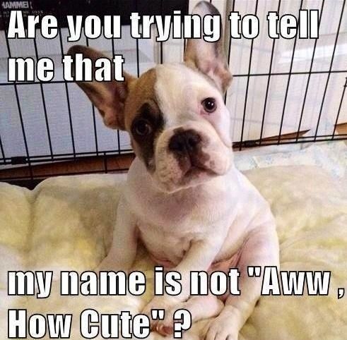 Daycare 4 Dogs tweet media