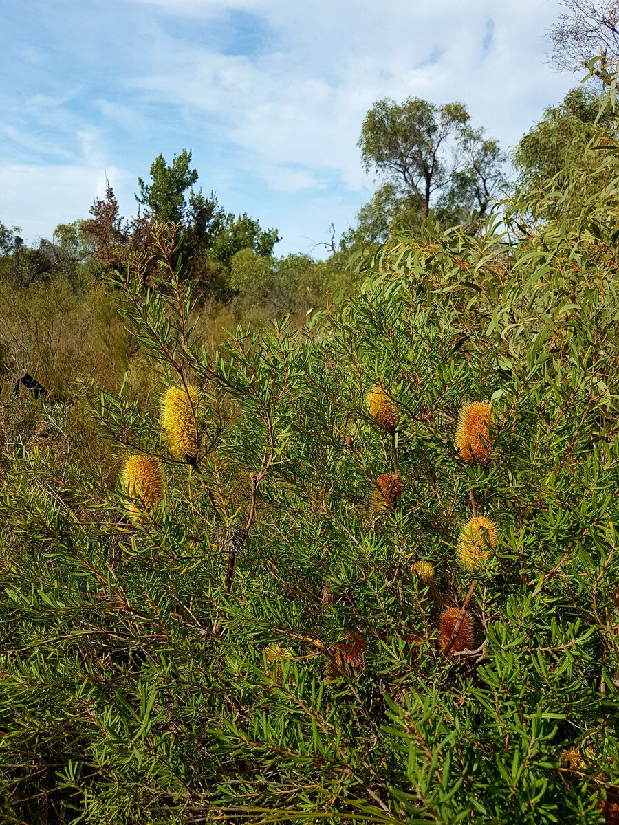 drmparrott's tweet photo. Magnificent banksias and great habitat for the #NewHollandMouse! Great to see this beautiful coastal habitat that is so important for #NativeMice and marsupials like the Eastern Pygmy-possum @ZoosVictoria #FightingExtinction #WildlifeUnlimited https://t.co/9NJZQy516x