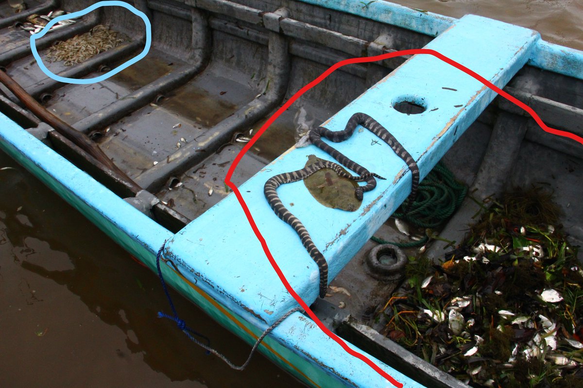 The area circled in blue is 2kg of Prawns, the area circled in red is the discarded bycatch for the 2 kg of Prawns, Northern, Sri Lanka. :-(