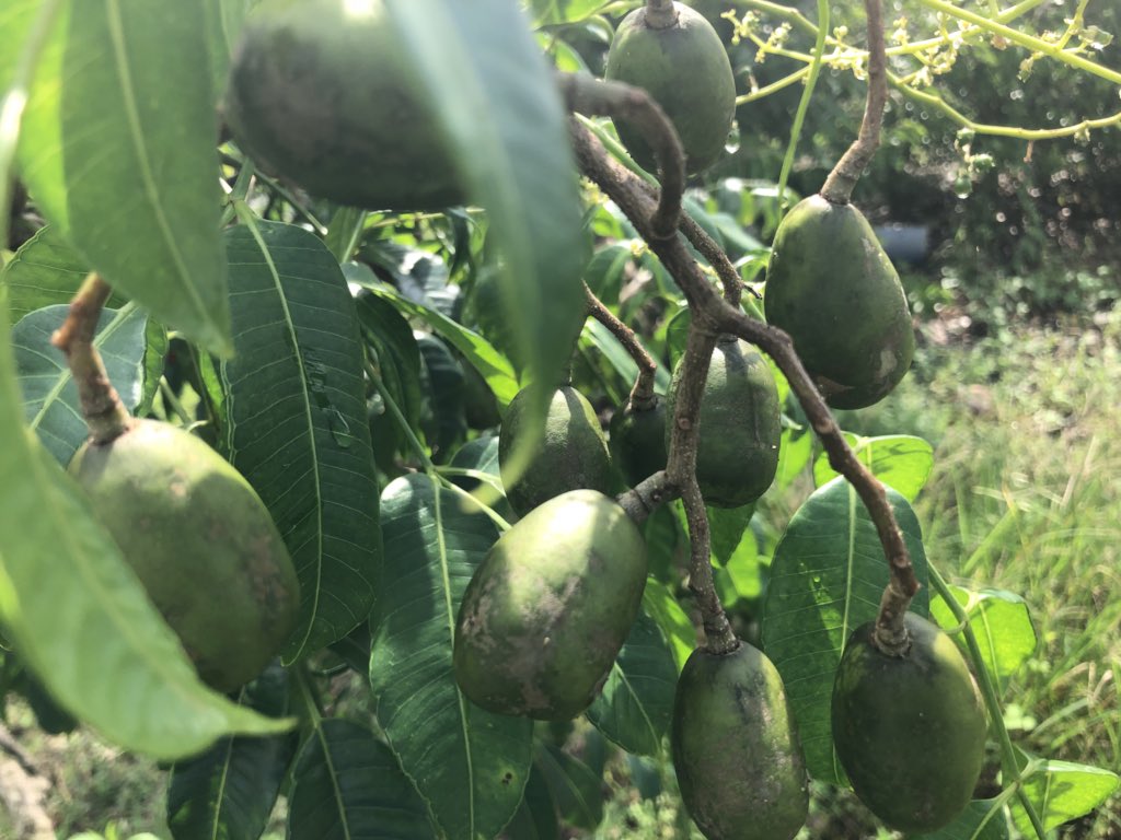 ahmadmaslan's tweet photo. Buah kedondong subur di #Pontian, DUN #PulaiSebatang. Pelbagai khasiat utk kesihatan. Mcm2 ada di tanah subur #NegaraKu ini. Anugerah Allah kpd umatNya yg gigih utk berusaha. https://t.co/wAL4B11YRS