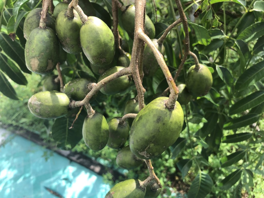 ahmadmaslan's tweet photo. Buah kedondong subur di #Pontian, DUN #PulaiSebatang. Pelbagai khasiat utk kesihatan. Mcm2 ada di tanah subur #NegaraKu ini. Anugerah Allah kpd umatNya yg gigih utk berusaha. https://t.co/wAL4B11YRS