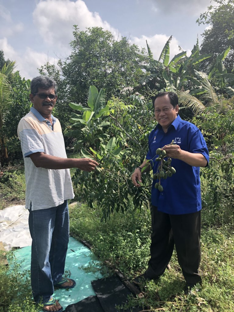 ahmadmaslan's tweet photo. Buah kedondong subur di #Pontian, DUN #PulaiSebatang. Pelbagai khasiat utk kesihatan. Mcm2 ada di tanah subur #NegaraKu ini. Anugerah Allah kpd umatNya yg gigih utk berusaha. https://t.co/wAL4B11YRS