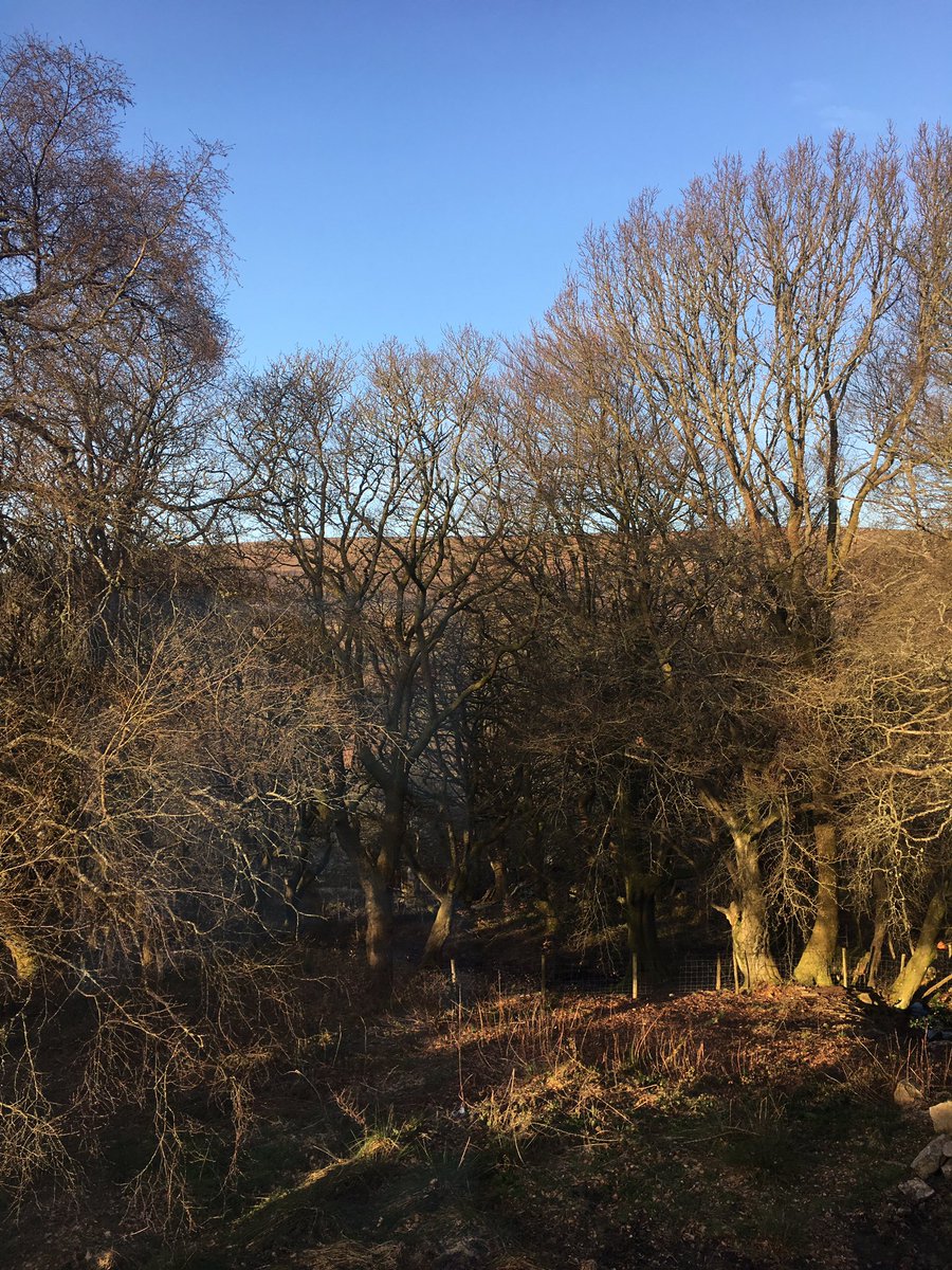 MissRolph's tweet photo. What a beautiful morning ☀️ https://t.co/ieM0QrXL1W