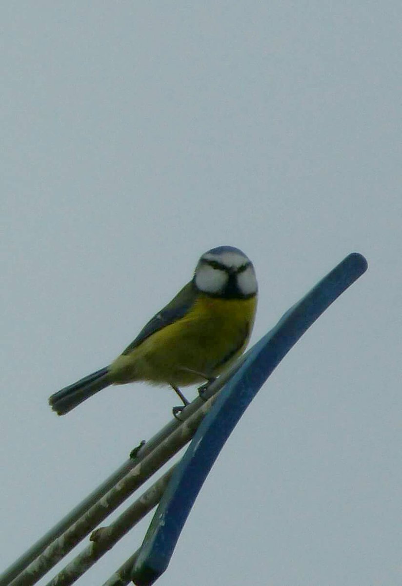EmmaDuguid3's tweet photo. Do you like #bluetits #cute #birdlovers #NaturePhotography #naturelovers https://t.co/s6wAbkE0hk