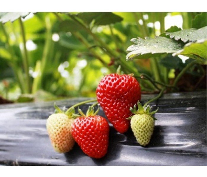 intfarming's tweet photo. Çilek fidesi sipariş vermek için https://t.co/21gXJ59mYC adresine bekleriz.
#tarım #fide #çilek #mahsül #albion #camarosa #festival #doğal #çiftçi #strawberry https://t.co/LwyjSGM9uG