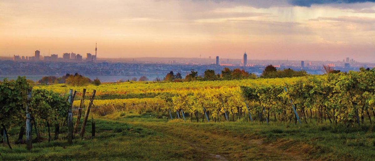3️⃣ : [#Dossier] Les vignobles citadins vous connaissez ? Découvrez les avec <a href="/toutlevin/">Toutlevin & PLUS</a> !

✳️ bit.ly/2vrecuU
#WineMorning 🍷⚡️

🔗 <a href="/drinkabeat/">Marie Llmd</a> #vin #vignoble #oenotourisme #Paris #Bordeaux #Turin #Venise #Londres #London