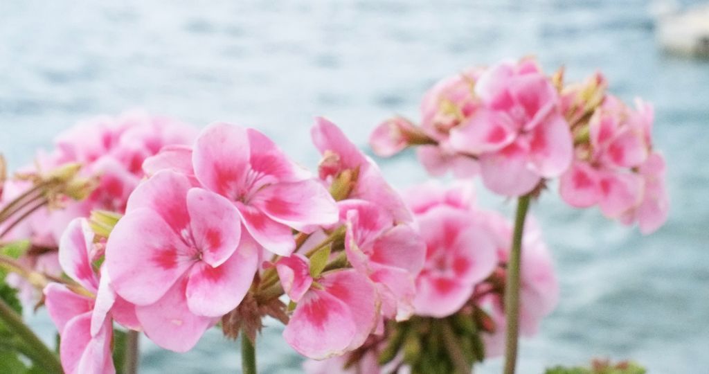 LIFELAEVA's tweet photo. Rose Geranium. We've brought its gentleness home to live in our ROSĒUM wash and lotion with citrus notes of petitgrain fused with warm clove. The scent transports and regenerates, awakening the senses. https://t.co/7a1yZAvSTV