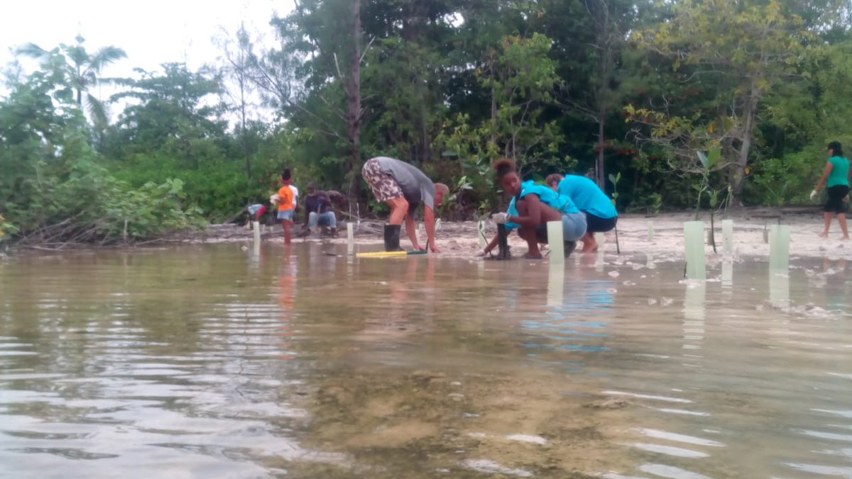 TRASS2009's tweet photo. Every Saturday, we are up and about planting mangroves on Praslin Island. 
Be part of the movement!
Join us! https://t.co/aBW11KPIwF
