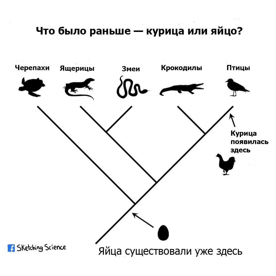 thinkfacts's tweet image. ❓Что было раньше курица или яйцо?
#вопрос #курица #яйцо #происхождение