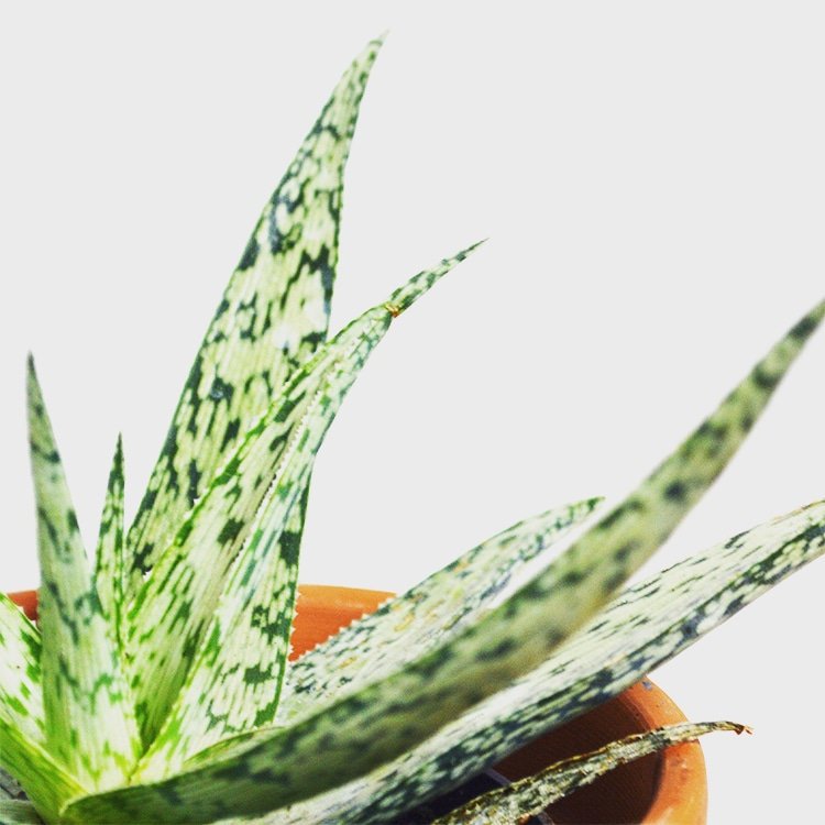 Our plants love a good #heatwave (and so do we!) How good does our variegated Aloe Vera look in the morning sun?? #aloevera #plantlovers