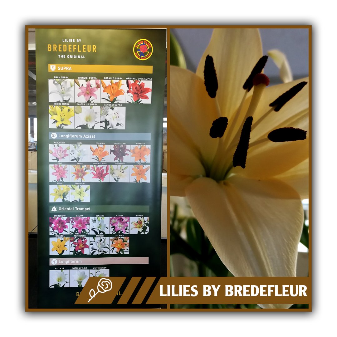 Bredefleur brought us a very nice present! 24 nice banners displaying the gorgeous varieties will be spread along our Cash &amp; Carries, also featuring the absolutely stunning Prosecco, exclusively grown by Bredefleur!
