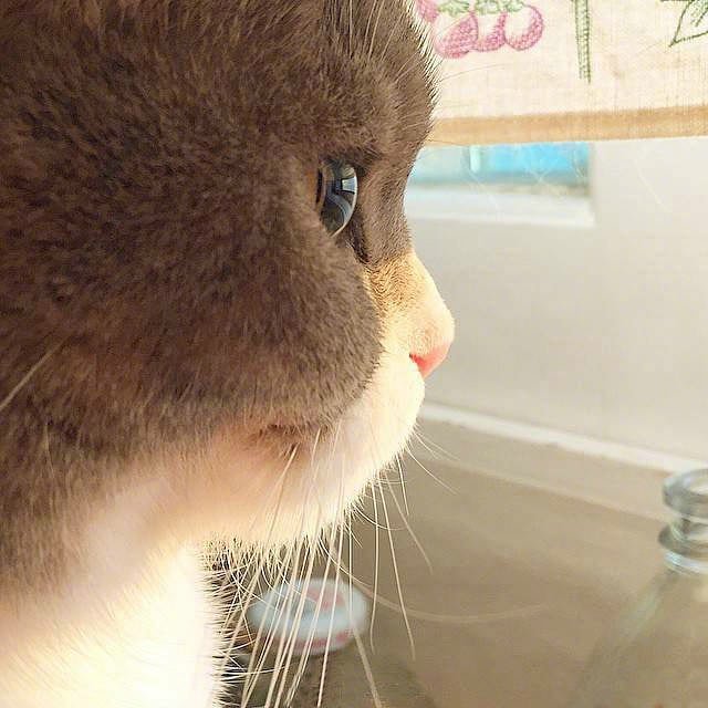 喵