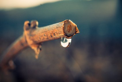 terrahominis's tweet photo. C'est quoi les pleurs de la vigne ? Une petite explication ci-dessous ⬇️💧
https://t.co/mtedvq5kbq https://t.co/3vmV4Kiv5I
