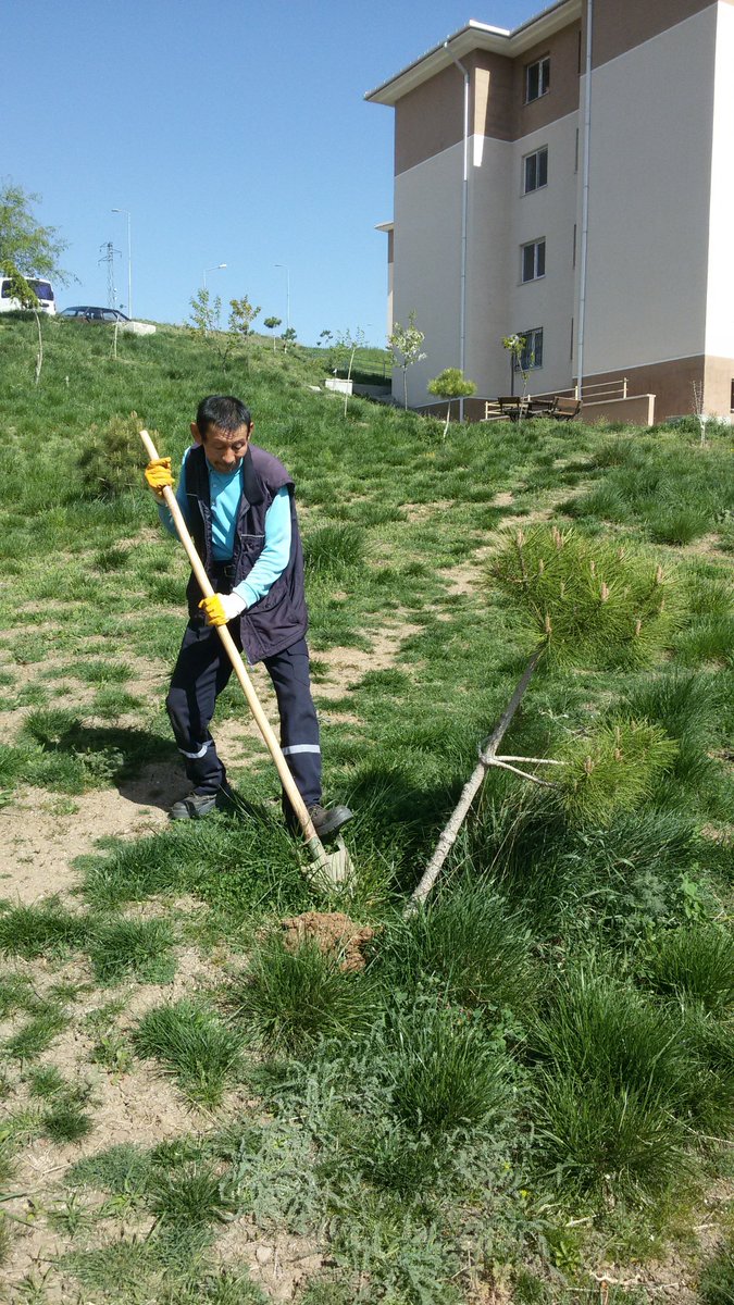 cubuksite's tweet photo. Çim biçimi ve ağaç dipleri açma çalışmamız başlamıştır. https://t.co/bPRFPB43Dy