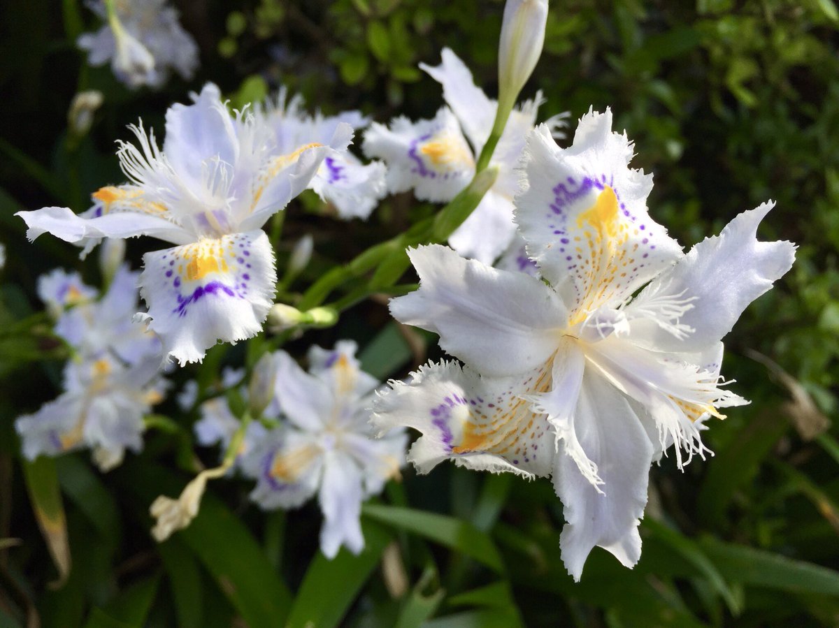 Yayoi シャガ 射干 Iris Japonica アヤメ科アヤメ属 別名 胡蝶花 花言葉 反抗 決心 花 の漢字にあてられた射干の 意味に興味があって調べてみたら 中国の伝説の悪獣だとか キツネに似て小さくて 木に登るそうです ますます解ららなくなった