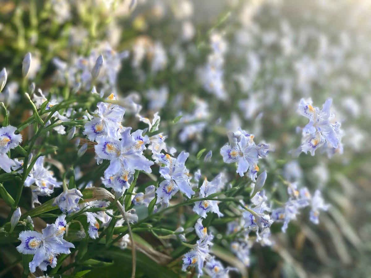 Yayoi シャガ 射干 Iris Japonica アヤメ科アヤメ属 別名 胡蝶花 花言葉 反抗 決心 花 の漢字にあてられた射干の 意味に興味があって調べてみたら 中国の伝説の悪獣だとか キツネに似て小さくて 木に登るそうです ますます解ららなくなった