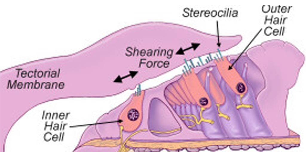 You can damage the sensitive stereocilia nerve endings located in your inner ear from exposure to loud #sound. If this results in a permanent threshold shift, leading to irrevocable hearing loss. Professional #hearingprotection will protect your ears