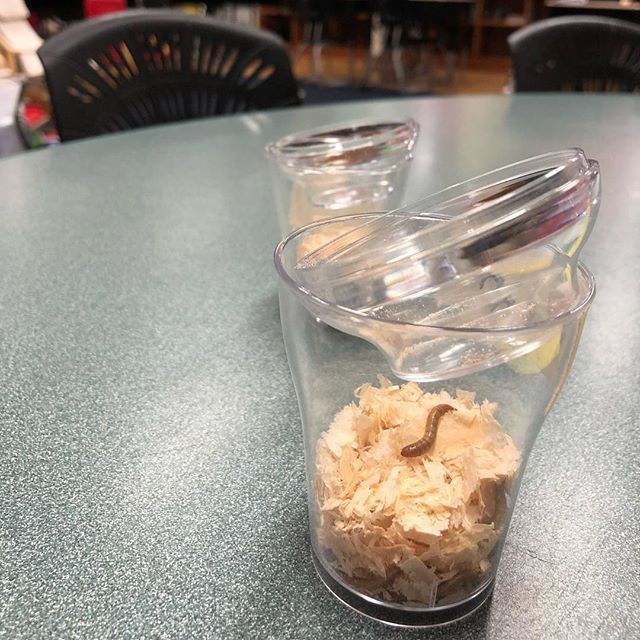 WilcoxSusannah's tweet photo. Praying they don’t escape!!! #science #lifescience #ngss #organisms #mealworms #socialinteractionsand ecosystems #swilcox #class3wilcox #teacher3wilcox https://t.co/Ta1vPT2fO3 https://t.co/8hjNDPRTGS