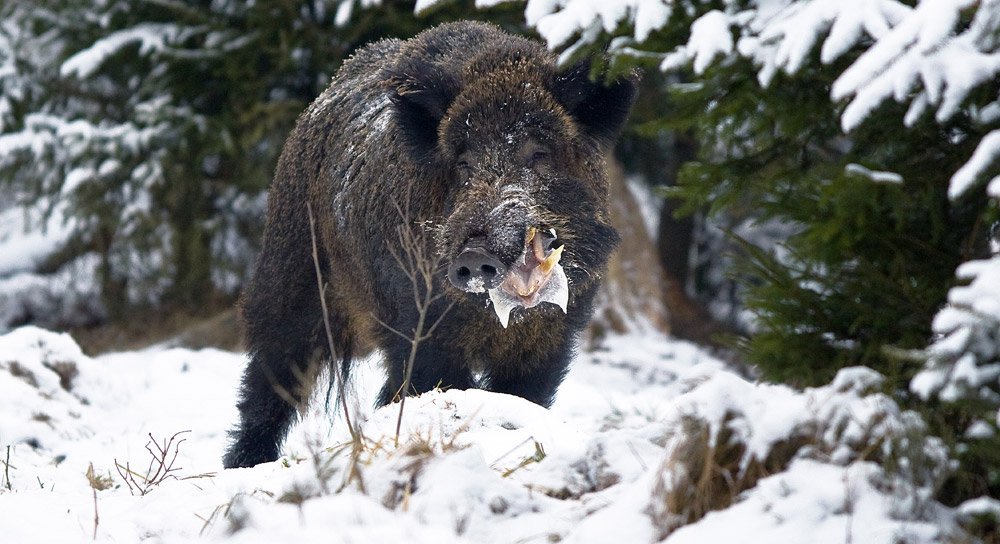 Vacaciones pagadas y primas de 90€ por cazar jabalíes en Polonia
salimosdecaza.com/vacaciones-pag…