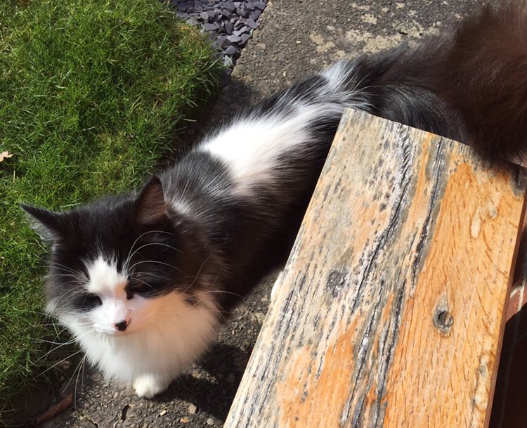 vjh0711's tweet photo. @WIRRALGLOBENEWS please can you share, my cat has been #missing for over 48hrs in #Bebington and we desperately want him home. Microchipped but no collar. https://t.co/AdTTJL2otB