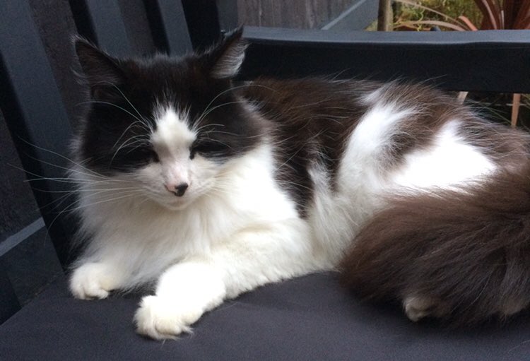 vjh0711's tweet photo. @WIRRALGLOBENEWS please can you share, my cat has been #missing for over 48hrs in #Bebington and we desperately want him home. Microchipped but no collar. https://t.co/AdTTJL2otB