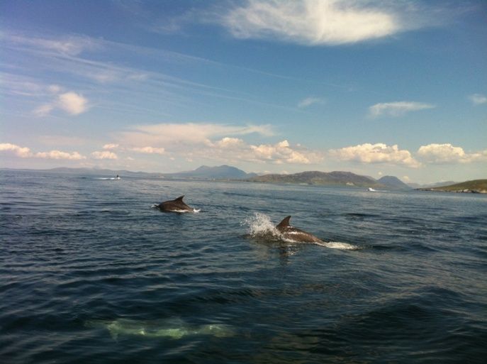 connemaralets's tweet photo. Meeting some of the locals in #Connemara along the #WildAtlanticWay https://t.co/IhSph5Q6FZ https://t.co/PXvrZ0viac