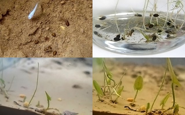 かんたん ビオトープの作り方 على تويتر ブログを更新しました 種から育てるヒツジグサ 実生の睡蓮 春の植え替え 初めての蕾と開花まで T Co Gc5kz1gak7 睡蓮鉢 ビオトープ メダカ 水生植物 ヒツジグサ 未草 睡蓮 Medakasuiren T Co