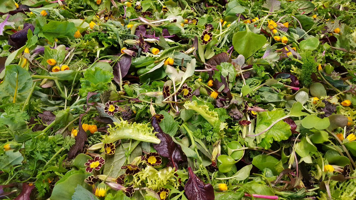 UKBarbadifrate's tweet image. Our early morning delivery to #TheWalnutTree #wyevalleysalads eat out in our amazing local restaurants and enjoy #freshlygrown #localproduce