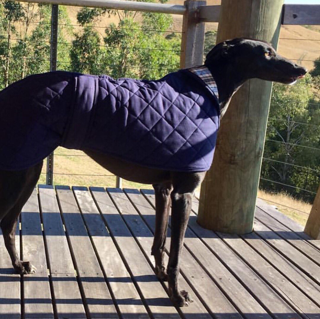 ElitehoundAus's tweet photo. This beautiful #Greyhound is wearing one of our #GreyhoundCoats.😍 https://t.co/OsfAL388rk