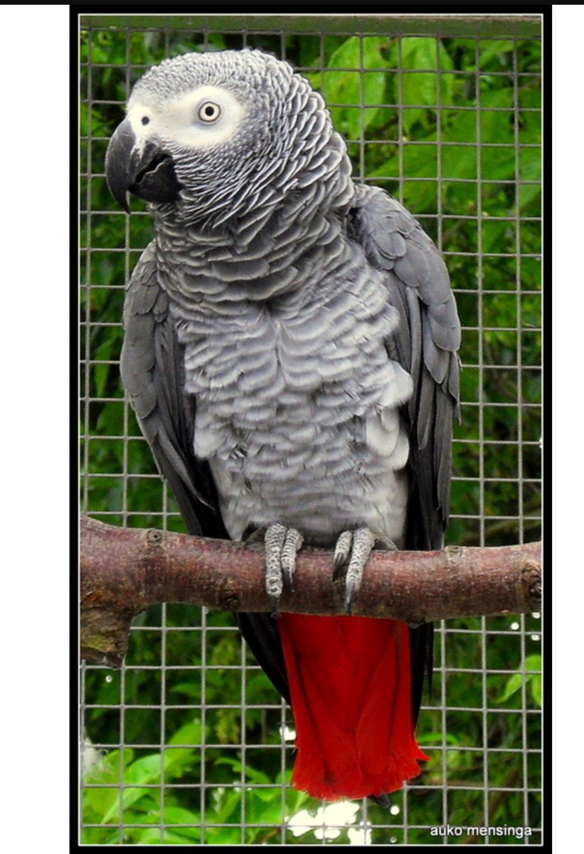 Gister weggevlogen omgeving zeewijk Urk....grijze roodstaart "cootje"  heeft u info? 0630846587
Delen is lief