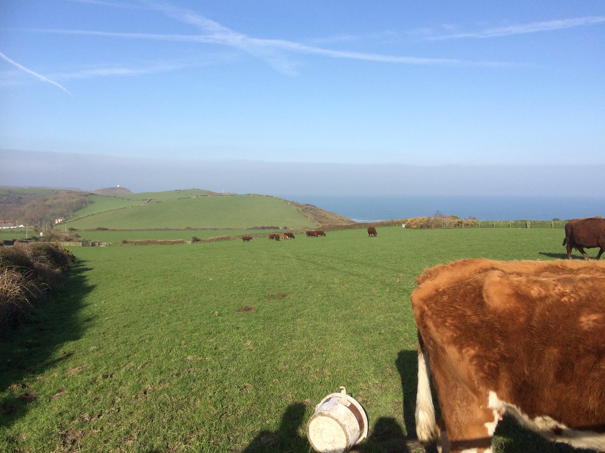 Denise Tillinghast tweet media