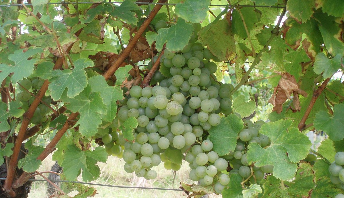 Semillón - This grape originates in the French region of Bordeaux and is used to make the famous Sauternes wine

buff.ly/2D47vgR
