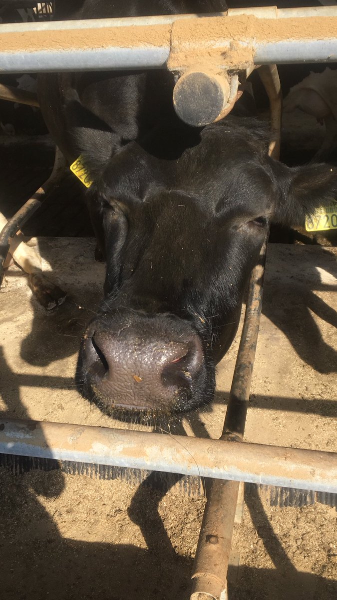 aukevaessen's tweet photo. Boe! 🐄 Even op locatiebezoek bij Maargieshoeve voor een event van @RaboMSS. #rabomss https://t.co/nIgYlcM4UE