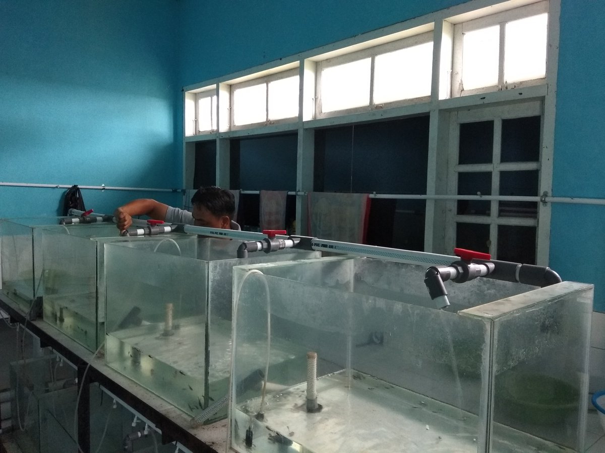 DJPB_TATELU's tweet photo. Program #Produksi_Benih: Tim #Perbenihan_Patin melakukan #gradding #benih patin yg #dipelihara pada #akuarium. @susipudjiastuti @s_soebjakto @BudidayaKKP @Fernando_bbl @FrancisWowor1 @MikeTh65 https://t.co/JpDJjBjoX1