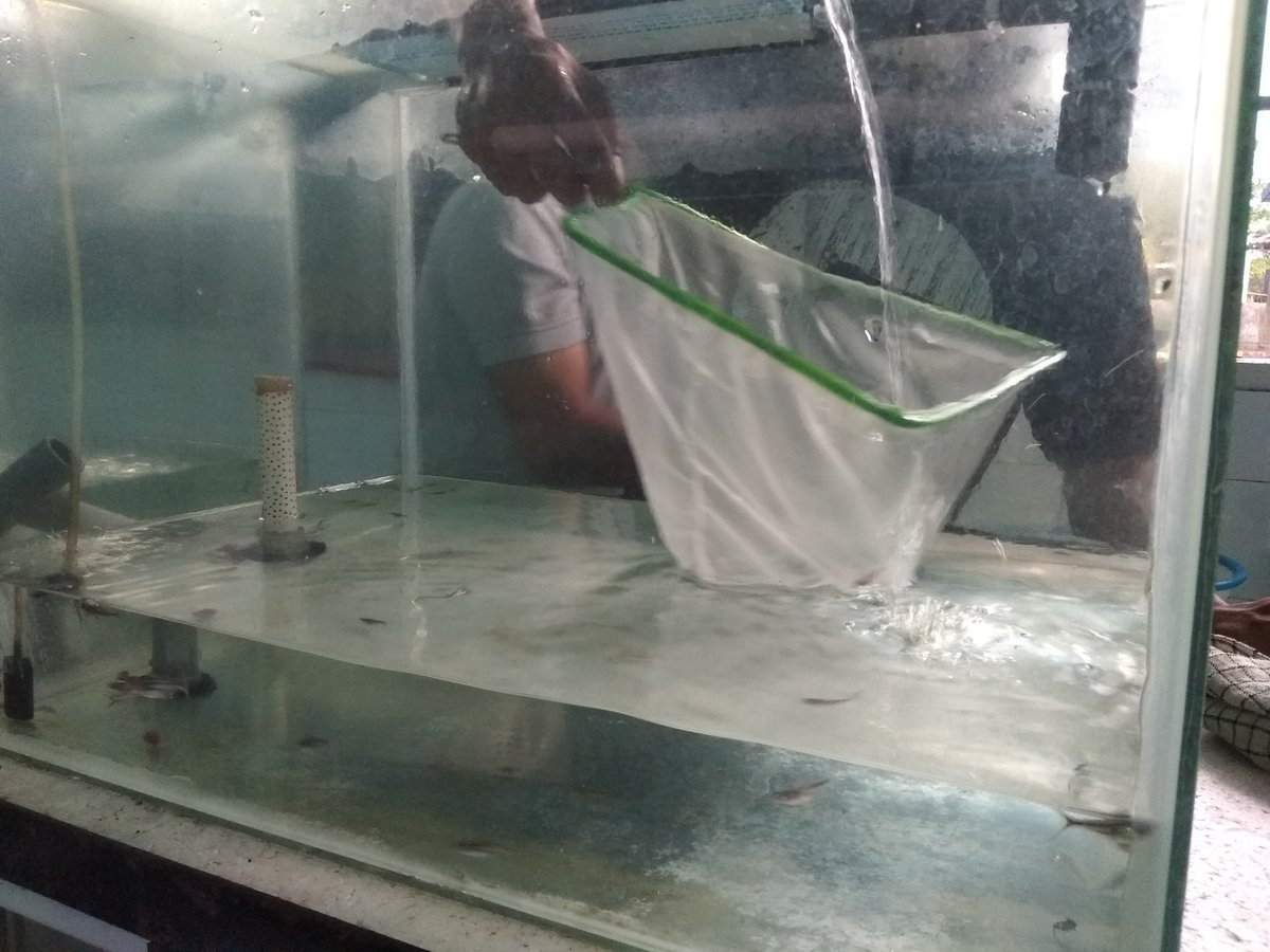 DJPB_TATELU's tweet photo. Program #Produksi_Benih: Tim #Perbenihan_Patin melakukan #gradding #benih patin yg #dipelihara pada #akuarium. @susipudjiastuti @s_soebjakto @BudidayaKKP @Fernando_bbl @FrancisWowor1 @MikeTh65 https://t.co/JpDJjBjoX1