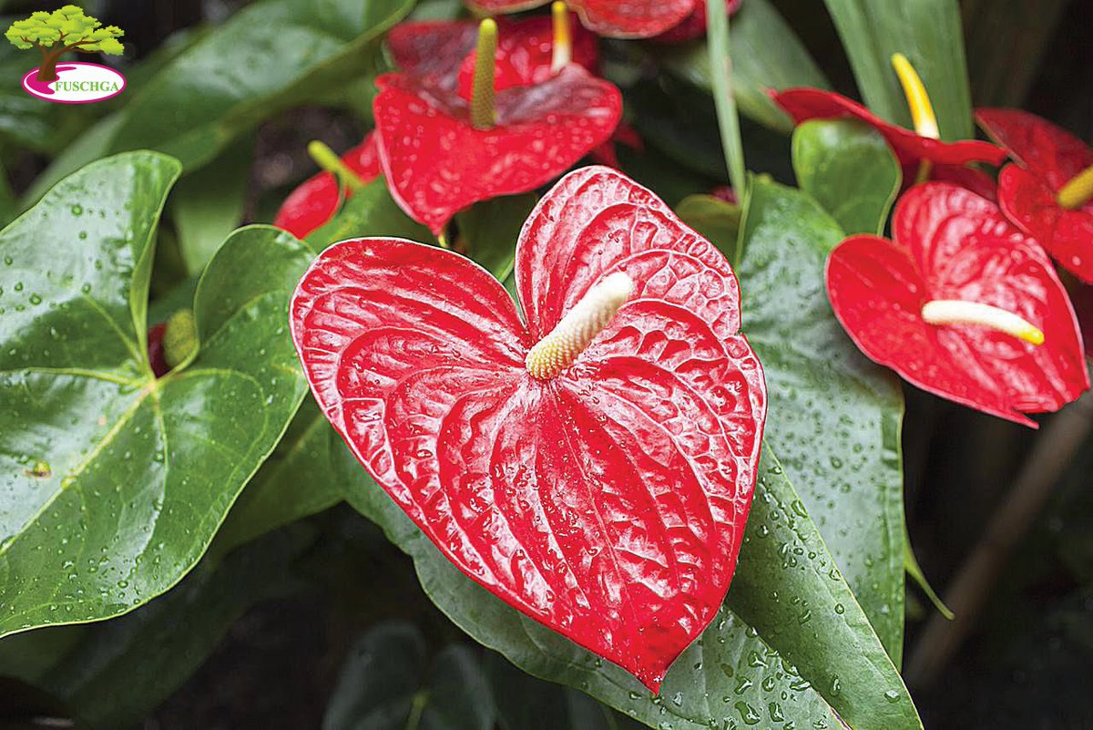 Heart Shaped Flowers Name Heart Shaped Flower Mobile Photography