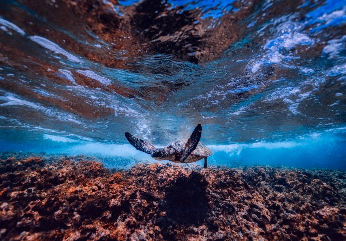 FCDOGovUK's tweet photo. NEWS: Foreign Secretary @BorisJohnson announces £9m to save our oceans.

"We must as a Commonwealth protect our marine inheritance." #CHOGM2018 

📰 https://t.co/Ib7T09MjUq https://t.co/ilypiXFjnR
