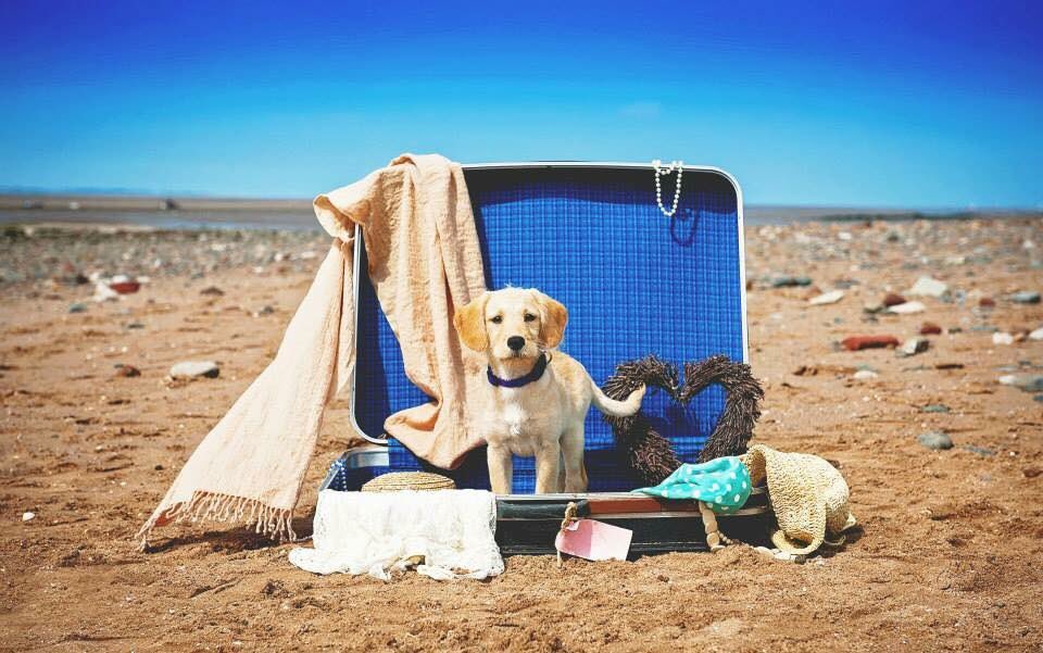 Thingwallpet's tweet photo. Look at this weather you guys!☀️ We should all pack up&amp;go to the beach 😃We are looking forward to getting your pups out to enjoy this beautiful sunshine. #TheMuckyPawsClub #MuckyPaws #Beach #Sun #Weather #DogWalks #DogSitting #cat #catsitting #petservices #wirral #uk #business https://t.co/UtwTLtWem1