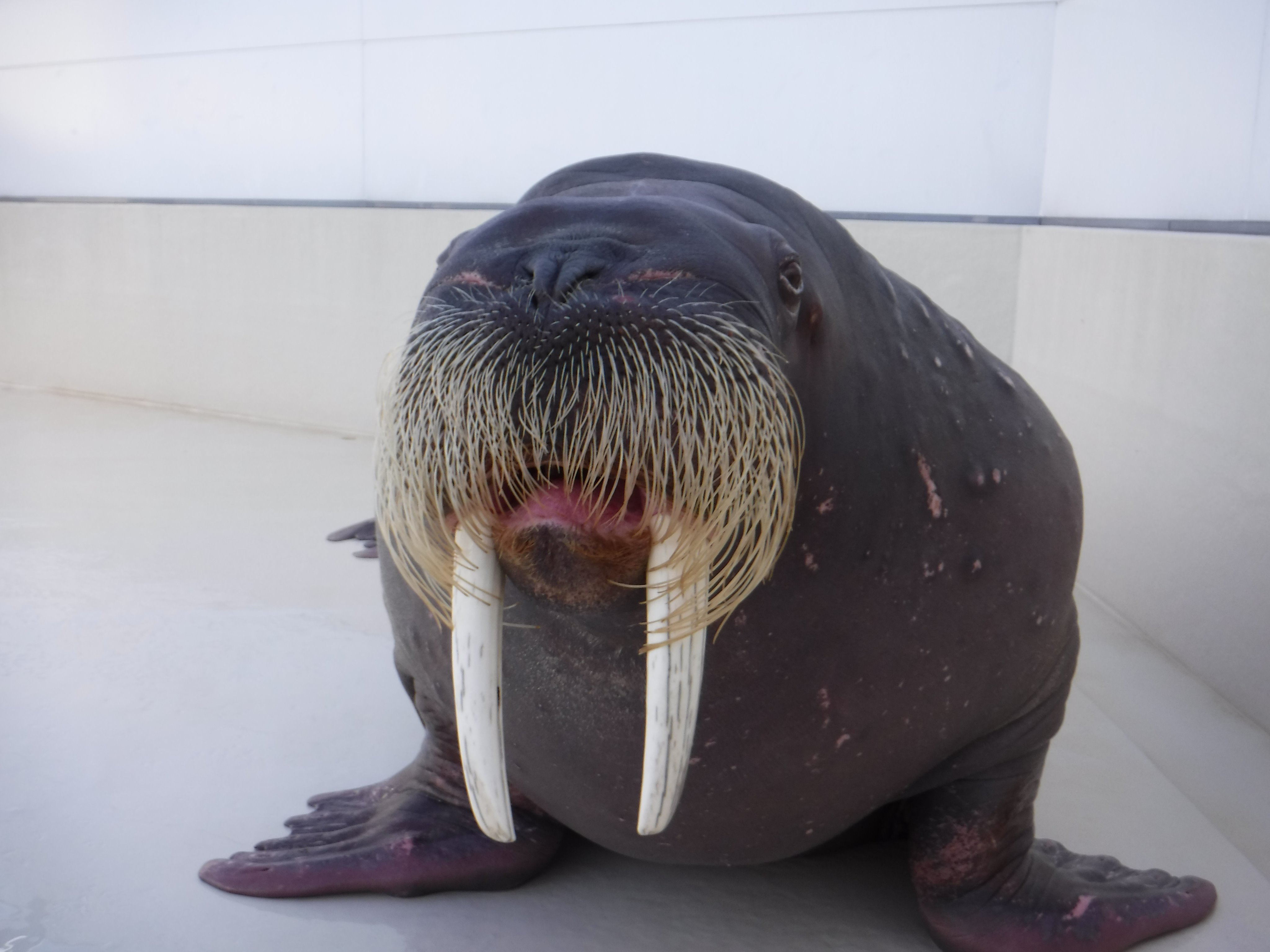 鳥羽水族館 Toba Aquarium まえだ あなたを表す漢字10文字 髭 牙 長 鰭 脚 海 馬 違 海 象 鳥羽水族館 セイウチ ポウ トドじゃないよ T Co Br0mv73m9o Twitter